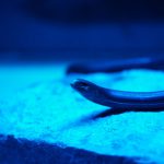 media-thumb